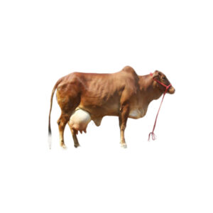 गिर गाय 