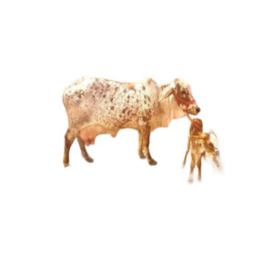 राठी गाय 