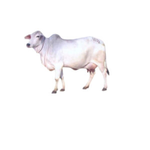 थरपारकर गाय 