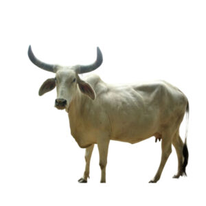 कांकरेज गाय 