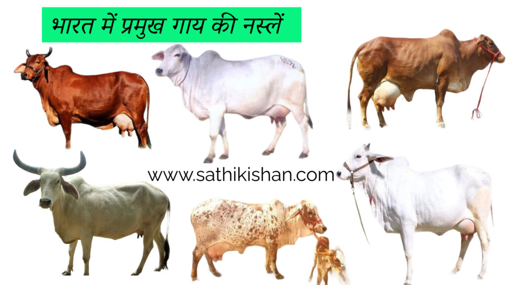 भारत में प्रमुख गाय की नस्लें
