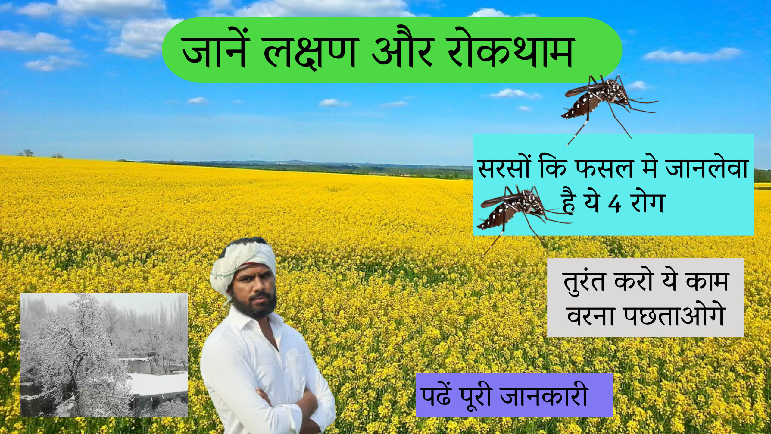 Diseases in mustard
